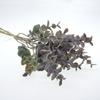 Simulación de Color de Spray para Plantas 6 1 Zha Yugali Hoja de Dinero Decoración para el Hogar y Bodas Simulación de Planta Verde Bonsái Arreglo Floral