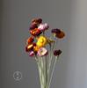Palha crisântemo flor seca abacaxi crisântemo crisântemo colorido pequena margarida gerbera flor real pequena flor fresca diy fabricantes atacado