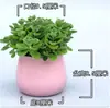 Planta en Maceta con un Toque de Fragancia, Planta Verde con Aroma Fuerte para Sala de Estar, Balcón, Repelente de Mosquitos, Repelente de Insectos, Suculenta con Aroma, con Tierra para Macetas