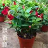 Una generación de enredaderas de perfume francesas plantas en maceta flores de interior cuatro estaciones enredaderas fragantes jazmín de patio enredaderas trepadoras