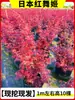 Plantio direto de mudas de bordo vermelho, bonsai de jardim anão, plantas em vaso 'Princesa Dançante Vermelha' de quatro estações japonesas, plantas maduras para uso em vilas externas, resistentes
