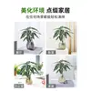 Plantas Hidropónicas de Hada Pequeña Son Plantas en Maceta de Interior Fáciles de Cultivar, Flores Tolerantes a la Sombra para Escritorio de Oficina, Plantas Verdes Mini Cultivadas en Agua