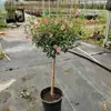 Plántulas de Flor de Hibisco Piruleta, Plantas en Maceta para Balcón y Jardín, Plantas Resistentes al Frío, Tolerantes al Calor, Fáciles de Cuidar, Florecen Todo el Año