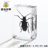 Fabricante de Procesos Zhenfang Especímenes de Insectos Reales Autoadministrados Enseñanza de Ciencias Biológicas Documento Secreto Dropshipping Transfronterizo