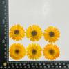 Especimen de Caléndula Goma Goteante Flor Seca diy Flor de Jabón Hecha a Mano Material Flor de Jabón Hecha a Mano Especimen de Enseñanza Vegetal Flor Verdadera Natural Material de Pantalla
