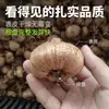 Bulbos de Gladiolo y Flor de Acanthopanax, plántulas de flores en maceta, perenne, resistente al frío, fáciles de cultivar y mantener durante todo el año, bulbos florales con capullos
