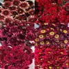 Atacado de Flores Margaridas Multicabeça, Entrega Direta de Yunnan, Cestas de Flores, Buquês, Arranjos para Vaso em Casa, Exposição em Banca, Compra em Grupo, Dropshipping de Uma Peça