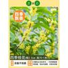 Envío directo de plantones de osmanthus para todo el año, plantas de interior en maceta de osmanthus, osmanthus dorado y osmanthus para patio, árbol grande con fuerte fragancia.