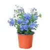 Plántulas de Flor Grande Copo de Nieve Azul, Plantas Trepadoras, Flores Frescas para Jardín de Balcón, Plantas de Bonsái, Plantas de Floración de Cuatro Estaciones en Maceta para Uso Interior y Exterior