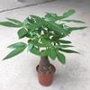 Árbol de la fortuna planta en maceta tallo grueso tamaño mediano planta de interior para la fortuna cabeza de árbol grande escritorio sala de estar planta verde planta con flor maceta