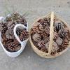 Cor primária pinhas pinhas grandes decoração de Natal flor de pinho casca de bolota chapéu de bolota ADEREÇOS feitos à mão