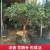 Plántulas de Osmanthus en Maceta Perennes de Cuatro Estaciones Florales Madera de Águila Injertada Agosto Osmanthus Dorado y Osmanthus Plantas de Patio para Interiores y Balcones