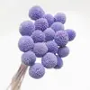 Pelota Dorada Pelota Eterna Ramo de Flores Secas Al por Mayor Materiales Florales Hechos a Mano Boda Decoración del Hogar Fabricante de Yunnan
