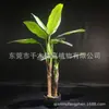 Combinación única de serie roja rosa azul plátano cola suelta caparazón de tortuga Kwai Canna escénico simulación