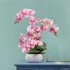 Plántulas de Phalaenopsis con Espadas Florales y Capullos Florales Orquídeas en Maceta Plántulas Grandes Plantas de Interior para Sala de Estar Florales Son Fáciles de Cuidar en Todas las Estaciones
