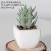 Bonsái de cerámica carnoso de simulación, adornos de escritorio para el hogar, oficina, plantas verdes en macetas, accesorios de tiro, cuenca de combinación artificial