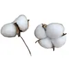 Venta al por mayor del fabricante Flores secas de algodón para la cabeza Inserciones de simulación de algodón Accesorios para el hogar Decoraciones de interiores Flor de algodón inmortal