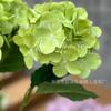 Serie Verde Flor Simulada Cola de Caballo Lirio Pino Bambú Lágrimas de Amante Hortensia Rosa Boda Flor Artificial Ramo Simulado Venta al por Mayor