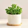 Plantas Verdes de Mesa para Escritório e Ambientes Internos, Vasos Pequenos, Enfeites Estilo Creme, Remoção de Formaldeído e Purificação do Ar em Ambientes Internos, Adequado para Todas as Estações