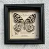 Marco de Fotos con Foto de Espécimen de Mariposa Real Elegante Madera Decorativa Pintura Muebles para el Hogar Marco de Fotos Retro Europeo Mesa Regalo de Cumpleaños