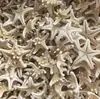 Estrela do Mar Natural DIY Materiais Artesanais Enfeites Decorativos Pingentes Pães Cozidos Cinco Dedos Planos Estrela do Mar Real
