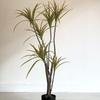 Grande vaso de plantas artificiais Brasil árvore de ferro dragão árvore de sangue shopping shopping center janela do hotel falso verde planta decoração decoração