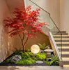 Plántulas de arce rojo, plantas rojas de maceta de cuatro estaciones, Arce japonés rojo Red Dance Queen, fáciles de cuidar en todas las estaciones, adecuadas para patio y uso interior, bonsái de planta resistente al frío