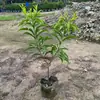 Plántulas de Yaotang Xiantao, Plántulas Auténticas de Fruta de Yema de Huevo, Plántulas Enviadas con Fruta, Plantas de Plántulas de Fruta de Huevo Plantadas en Todas las Estaciones y Dan Fruto en el Mismo Año