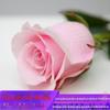 Dropshipping de mudas de rosas, plantas verdes em vasos, mudas com flores o ano todo, plantas verdes para pátio, flor de rosa, sol de rosa