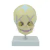 Modelo de Calavera para Cabeza de Bebé Modelo de Calavera para Niño Pequeño Calavera Pequeña Pediátrica con Base Esqueleto Giratorio