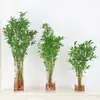 Planta Hidropônica Arroz Bambu Vaso Interno Bambu Rico Pátio Mesa Planta Verde com Raízes Mudas de Bambu Aquático Fácil de Cultivar