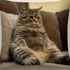 Fronha de gato mais vendida da TEMU para brincar com celular, capa de almofada decorativa para sofá de casa com estampa digital ultra macia
