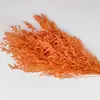 Hierba de Amor Blanqueada Flor Inmortal Hierba de Amor Blanqueada Ramo Seco Material Base Yunnan Venta Directa Ramo Pequeño Amazon