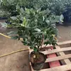 Planta de Camelia en Maceta con Aroma Fuerte, Brote Grande de Camelia, Adecuada para Todas las Estaciones, Flor de Patio Interior, Resistente al Frío y Fácil de Cuidar