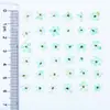 Flor de Perla Verde Arte de Uñas Transfronterizo Flores Secas Al Por Mayor Estilo Japonés Flores Reales Estilo Ins Flores Secas Mini Flores Prensadas Envío Directo de Fábrica