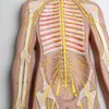 Sistema nervoso sistema nervoso central cérebro medula espinhal sistema anatomia sistema nervoso central cérebro e medula espinhal