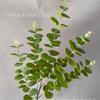 5 garfo folha de dinheiro simulação verde planta casamento arranjo de flores decoração único folha de dinheiro eucalipto projeto transfronteiriço flor falsa
