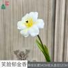 Tulipas Rosto Sorridente, Narcisos, Mobiliário de Sala de Estar Interna, Flores de Seda, Fotografia para Exposição Comercial, Flores Artificiais Decorativas