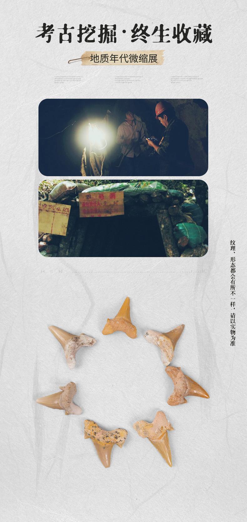 化石模板_06.jpg