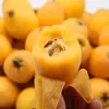 Yunnan Mengzi Gotas de Níspero Dropshipping Dulce Fruta Fresca Empacada en Caja de Papel Pulpa Tierna Protección con Malla para Fruta Fresca