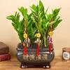 Semillas de plantas verdes, semillas de flores de bonsái, semillas de árbol del dinero, semillas de eneldo verde que absorbe formaldehído, orquídeas araña, hierba del dinero de cobre, semillas de menta