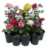 Envío Directo de Una Pieza Plántulas de Rosa Grande para Desfiles Trepadora para Balcón Rosa Trepadora de Cuatro Estaciones Planta Trepadora Rosa Planta de Rosa en Maceta