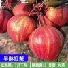 Mudas de Pera Grande com Bolas de Terra Mudas Enxertadas de Pera Qiuyue Pera de Areia Sul e Norte Pera Aromática Cuiguan Ao Vivo