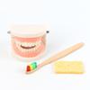 Materiais Didáticos Montessori Conjunto Infantil de Escovação e Lavagem Brinquedos Educativos de Educação Infantil Dentaduras Modelo Dental Jardim de Infância Cognitivo Dentes