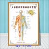 Diagrama esquemático del sistema anatómico visceral humano. Póster médico de pared con diagrama de la estructura del corazón y los órganos humanos.