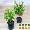 Plántulas de Flores Sonrientes para Dropshipping Plántulas Sonrientes en Maceta Plantas de Flores Fragantes Patio Balcón Perennes Todas las Estaciones