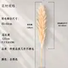 Flores Secas, Juncos Grandes, Capim-dos-pampas, Flores Secas da Amazônia, Capim-dos-pampas para Decoração de Casa, Flores Secas para Casamentos, Pampas Naturais