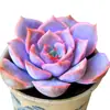 Base de planta suculenta autoproducida y autovendida al por mayor suculentas pequeñas combinación de flores plantas en maceta plantas carnosas Lithops Haworthia