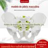 1:1 espécime de modelo de pélvis masculina Ilium modelo de cóccix isquiático modelo de pelve humana esqueleto masculino
