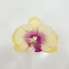 Flor Artificial Flor de Falenopsis Flor de Seda Tocado Pasador Adorno Hecho a Mano Serigrafía Flor Falsa Cabeza Caja de Dulces de Boda Cabeza de Flor